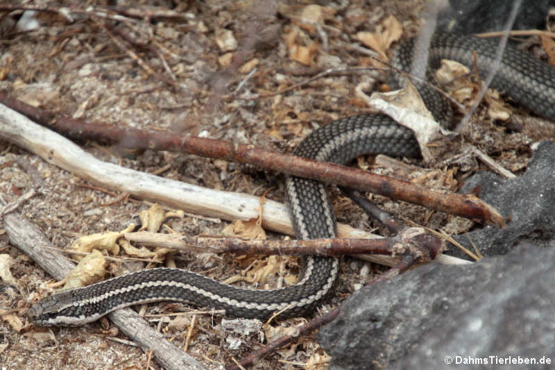 Pseudalsophis hoodensis auf Española