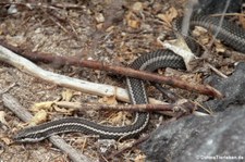 Pseudalsophis hoodensis auf der Galápagos-Insel Española, Ecuador