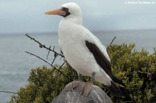 Nazcatölpel (Sula granti) auf der Galápagos-Insel Española, Ecuador