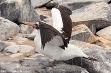 Nazcatölpel (Sula granti) auf der Galápagos-Insel Española, Ecuador