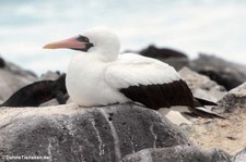 Nazcatölpel (Sula granti) auf der Galápagos-Insel Española, Ecuador