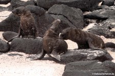 Junge Galápagos-Seelöwen (Zalophus wollebaeki) auf der Galápagos-Insel Española, Ecuador