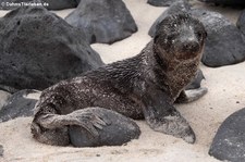 Junger Galápagos-Seelöwe (Zalophus wollebaeki) auf der Galápagos-Insel Española, Ecuador