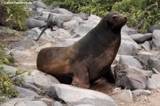 Galápagos-Seelöwe (Zalophus wollebaeki) auf der Galápagos-Insel Española, Ecuador