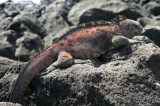 Meerechse (Amblyrhynchus cristatus venustissimus) auf der Galápagos-Insel Floreana, Ecuador