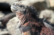 Meerechse (Amblyrhynchus cristatus venustissimus) auf der Galápagos-Insel Floreana, Ecuador