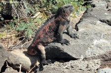 Meerechse (Amblyrhynchus cristatus venustissimus) auf der Galápagos-Insel Floreana, Ecuador