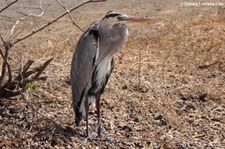 Kanadareiher (Ardea herodias cognata) auf der Galápagos-Insel Floreana, Ecuador