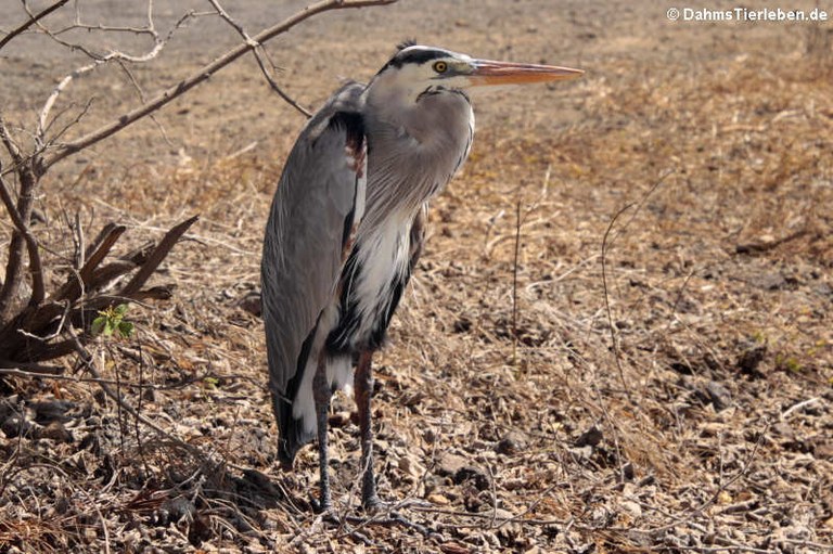 Ardea herodias cognata