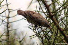 weiblicher Kleingrundfink (Geospiza fuliginosa) auf der Galápagos-Insel Floreana, Ecuador