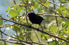 männlicher Kleingrundfink (Geospiza fuliginosa) auf der Galápagos-Insel Floreana, Ecuador