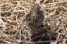 Mittelgrundfink (Geospiza fortis) auf der Galápagos-Insel Floreana, Ecuador