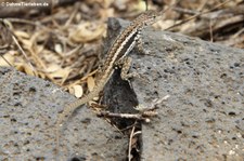 Floreana Lava Echse (Microlophus grayii) auf der Galápagos-Insel Floreana, Ecuador