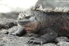 Meerechse (Amblyrhynchus cristatus cristatus) auf der Galápagos-Insel Isabela, Ecuador