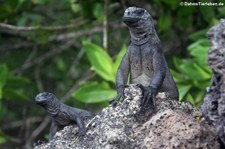 Meerechsen (Amblyrhynchus cristatus cristatus) auf der Galápagos-Insel Isabela, Ecuador