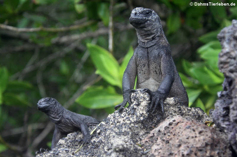 Meerechsen (Amblyrhynchus cristatus cristatus) auf Isabela