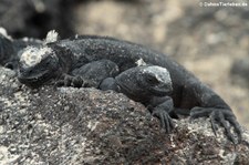 Meerechsen (Amblyrhynchus cristatus cristatus) auf der Galápagos-Insel Isabela, Ecuador