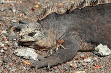 Meerechse und Lavaechse auf der Galápagos-Insel Isabela, Ecuador