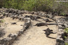 Meerechse (Amblyrhynchus cristatus cristatus) auf der Galápagos-Insel Isabela, Ecuador