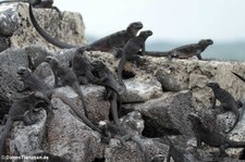 Meerechsen (Amblyrhynchus cristatus cristatus) auf der Galápagos-Insel Isabela, Ecuador