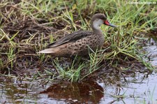 Anas bahamensis galapagensis (Bahamaente) auf der Galápagos-Insel Isabela, Ecuador