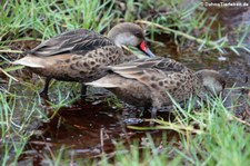 Anas bahamensis galapagensis (Bahamaente) auf der Galápagos-Insel Isabela, Ecuador