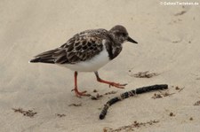 Steinwälzer (Arenaria morinella) auf der Galápagos-Insel Isabela, Ecuador