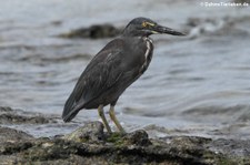 Lava-Reiher oder Galapagosreiher (Butorides sundevalli) auf der Galápagos-Insel Isabela, Ecuador