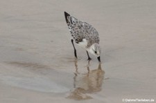 Amerikanischer Sanderling (Calidris alba rubida) auf der Galapagos-Insel Isabela, Ecuador