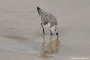 Calidris alba rubida