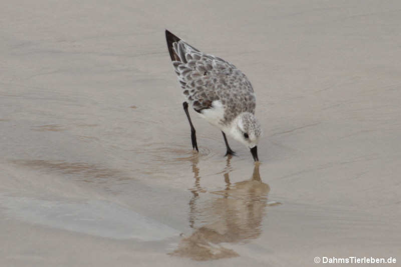 Calidris alba rubida