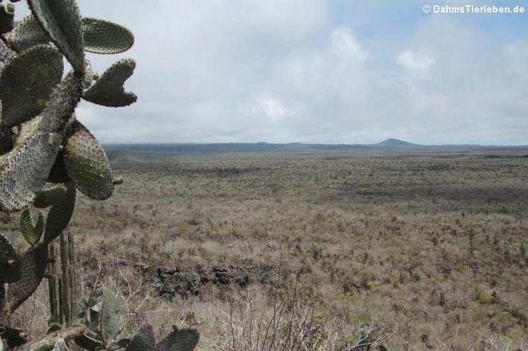 Cerro Ochilla