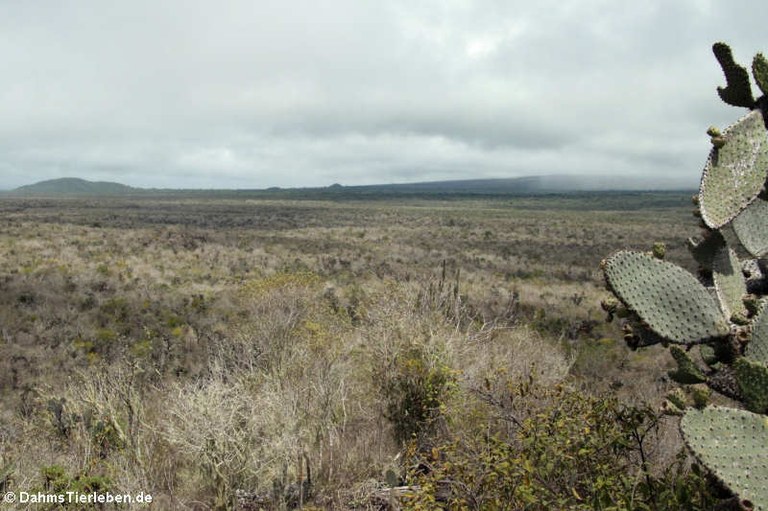 Cerro Ochilla