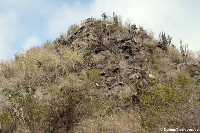 Cerro Ochilla