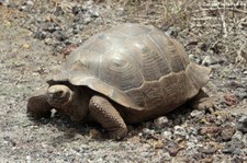 Sierra-Negra-Riesenschildkröte (Chelonoidis guntheri) auf der Galápagos-Insel Isabela, Ecuador