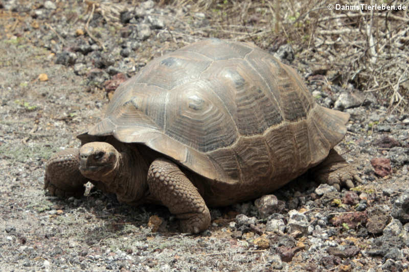 Sierra-Negra-Riesenschildkröte (Chelonoidis guntheri) aus Isabela