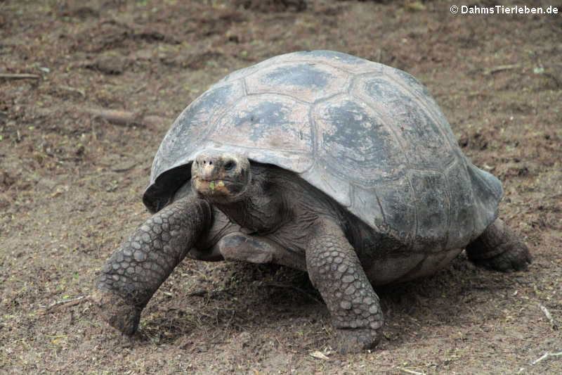 Sierra-Negra-Riesenschildkröte (Chelonoidis guntheri) 