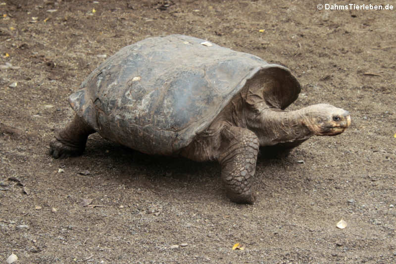 Cerro-Azul-Riesenschildkröte (Chelonoidis vicina) aus Isabela