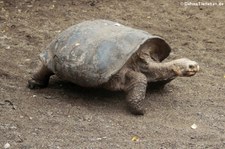 Cerro-Azul-Riesenschildkröte (Chelonoidis vicina) auf der Galápagos-Insel Isabela, Ecuador