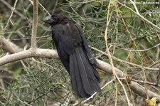 Glattschnabelani (Crotophaga ani) auf der Galápagos-Insel Isabela, Ecuador