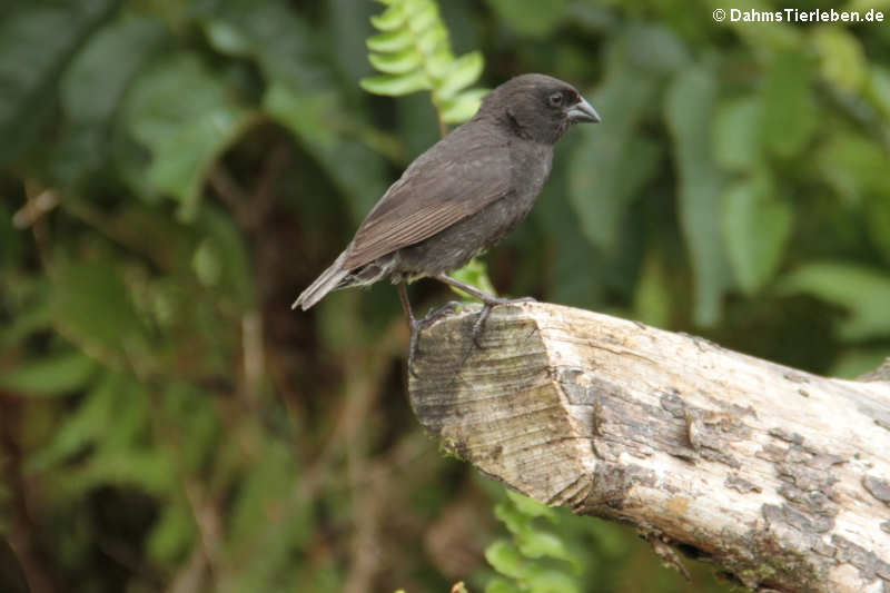 männlicher Kleingrundfink (Geospiza fuliginosa) aus Isabela