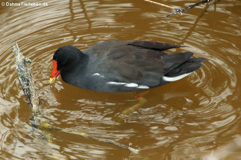 Amerikanische Teichralle (Gallinula galeata cachinnans) auf Isabela