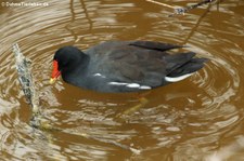 Teichralle (Gallinula chloropus cachinnans) auf der Galápagos-Insel Isabela, Ecuador