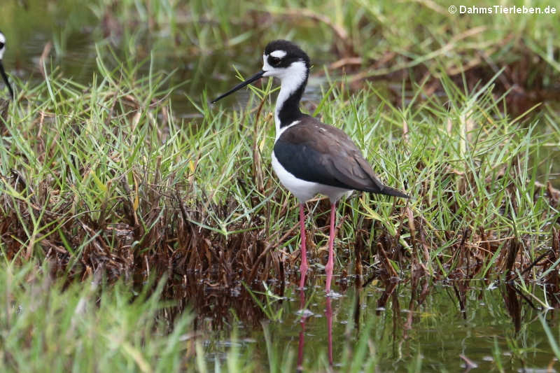 Amerikanischer Stelzenläufer (Himantopus mexicanus) auf Isabela