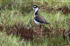 Amerikanischer Stelzenläufer (Himantopus mexicanus) auf der Galápagos-Insel Isabela, Ecuador