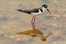 Amerikanischer Stelzenläufer (Himantopus mexicanus) auf der Galápagos-Insel Isabela, Ecuador