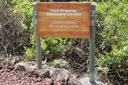 Iguana crossing