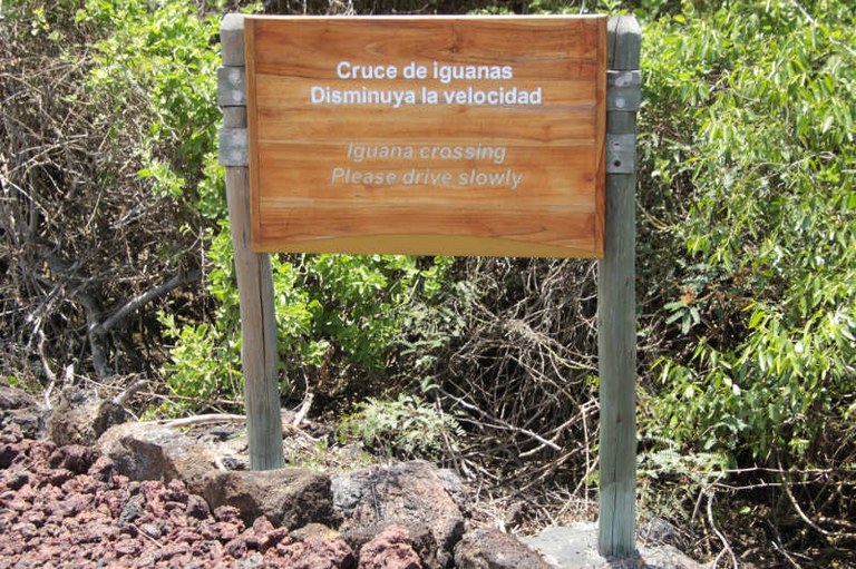 Iguana crossing