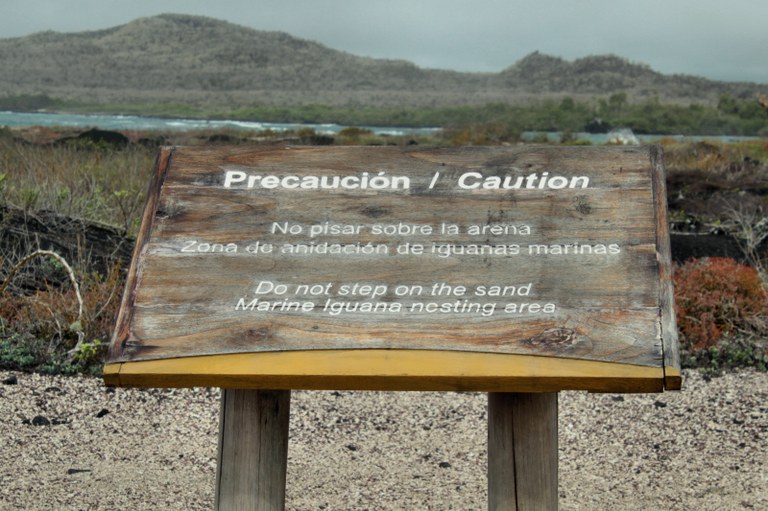 Marine Iguana Nesting Area