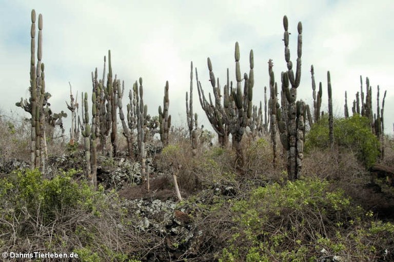 Jasminocereus thouarsii